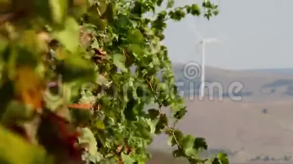 美丽的葡萄园景观背景是风力涡轮机视频的预览图