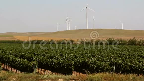美丽的葡萄园景观背景是风力涡轮机视频的预览图
