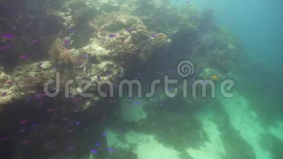 珊瑚礁和热带鱼菲律宾Camiguin视频的预览图