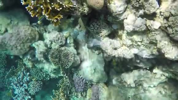 红海的海底世界视频的预览图