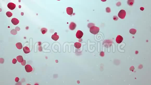 清洁玫瑰花瓣2循环背景视频的预览图