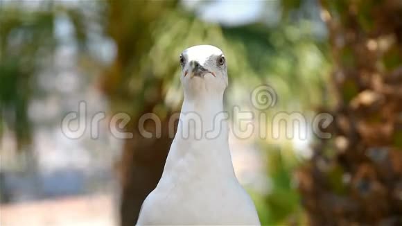 搞笑白海鸥鸟视频的预览图