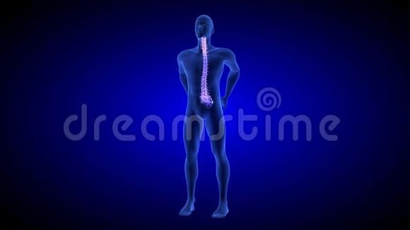 脊椎疼痛蓝色人体解剖身体三维扫描呈现蓝色背景无缝环视频的预览图