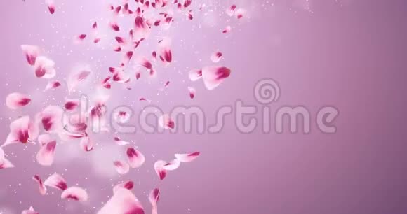 飞红粉红玫瑰樱花花瓣落座环4k视频的预览图