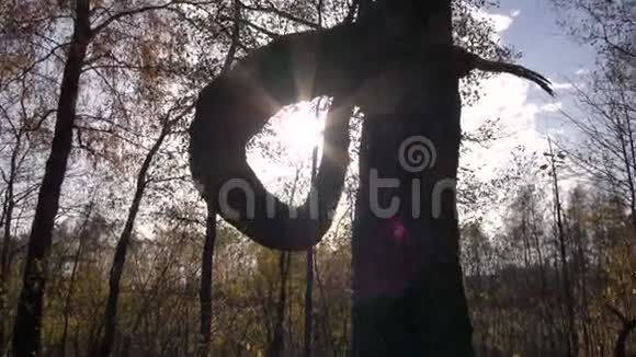 秋天的树剪影和阳光视频的预览图
