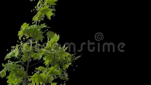 有绿叶的孤立树枝视频的预览图