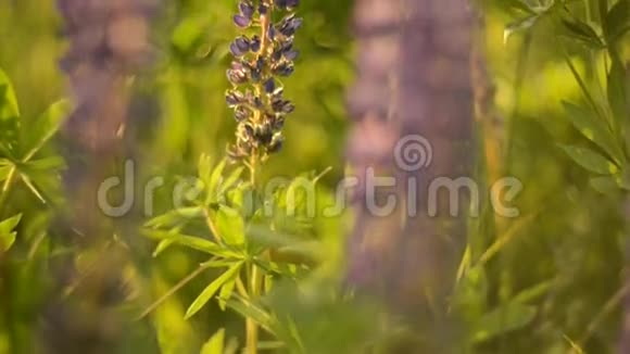 卢平野生草甸植物视频的预览图