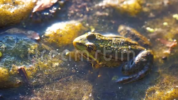 沼泽里池塘里的绿蛙拉娜埃斯古丽塔青蛙在水中对自然的生活方式动物野生概念视频的预览图