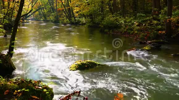 美丽的依拉西河在森林中流动的风景视频的预览图