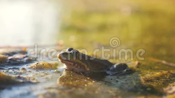 沼泽生活方式中池塘里的绿色青蛙拉娜埃斯古丽塔青蛙在水中对自然的影响野生动物概念视频的预览图