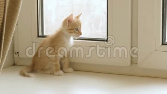 小红猫正坐在窗边视频的预览图