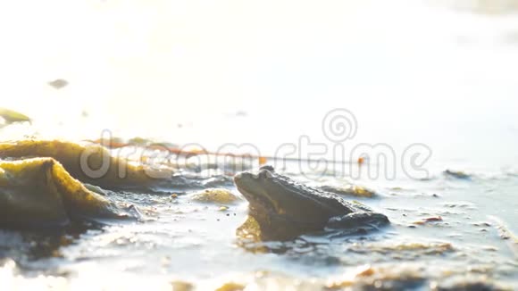 沼泽里池塘里的绿蛙拉娜埃斯古丽塔青蛙在水中对自然的影响野生生活方式动物概念视频的预览图