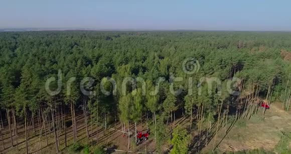工业规模的砍伐森林伐木鸟瞰老松林的砍伐视频的预览图