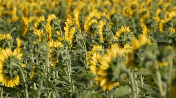 在温暖的夏日美丽的黄色向日葵在田野里视频的预览图