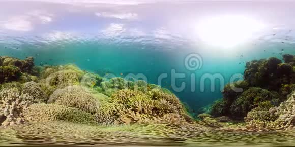 珊瑚礁360VR的水下世界视频的预览图