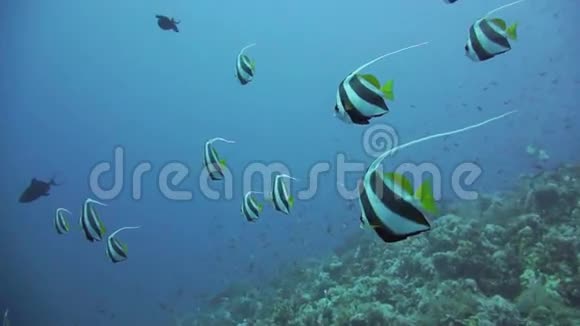 红海珊瑚礁的旗鱼视频的预览图