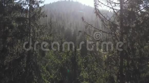绿色森林的夏季空中景色视频的预览图