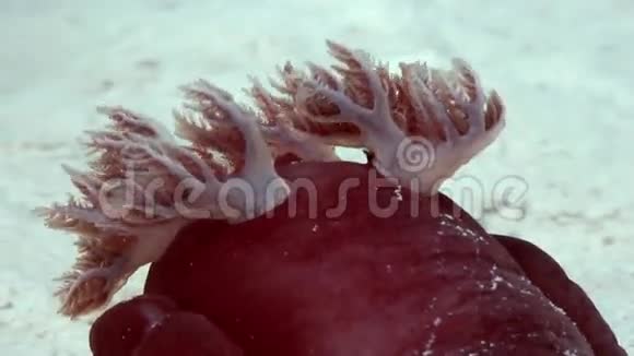 红西班牙舞蹈家红血丝在海上视频的预览图