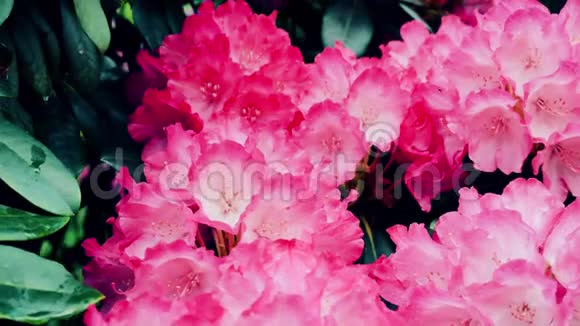 美丽的粉红色杜鹃花摄像机回到滑块上颜色校正视频的预览图