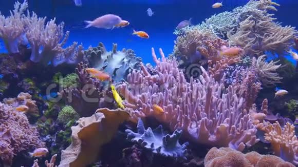水下珊瑚礁和热带鱼类视频的预览图