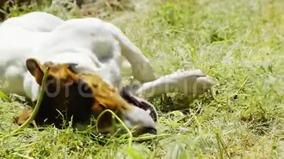 狗种杰克罗素梗在草地上玩耍视频的预览图