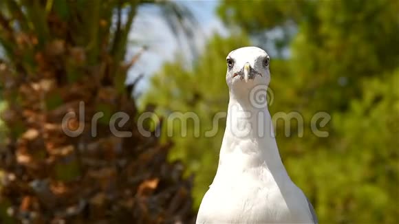 搞笑白海鸥鸟视频的预览图