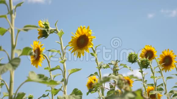 一片黄色的向日葵花在云的背景下一朵向日葵在风中摇曳美丽的田野视频的预览图