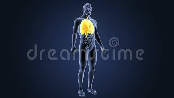 心脏肺和膈肌的人体器官视频的预览图