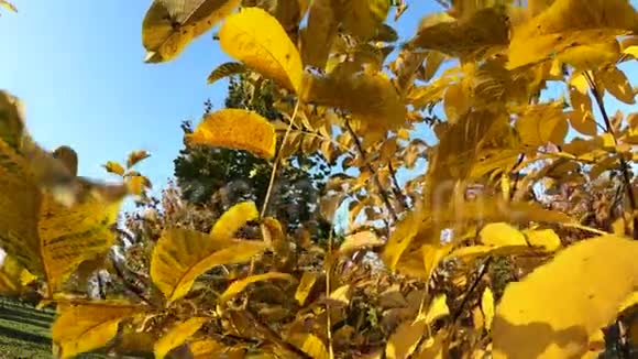 公园秋树上美丽的黄叶视频的预览图