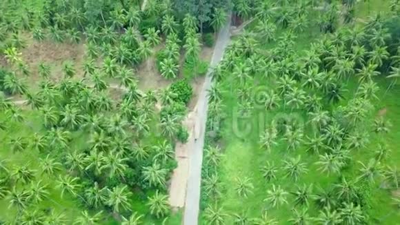 椰子棕榈树种植园的鸟瞰图视频的预览图
