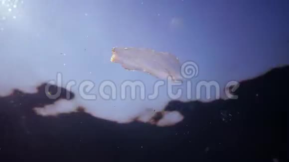 食蚁兽捕食性梳子果冻贝罗奥瓦塔在水中游泳寻找食物入侵黑海组织视频的预览图