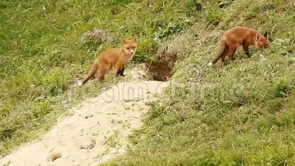 欧洲红狐幼崽靠近洞穴视频的预览图