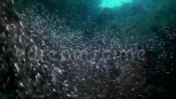 学校成群的玻璃鱼在暗礁黄昏视频的预览图