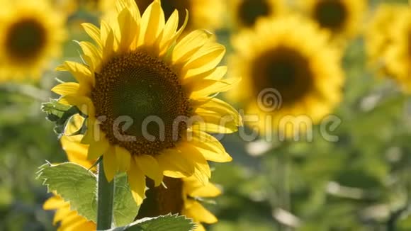 在温暖的夏日美丽的黄色向日葵在田野里视频的预览图