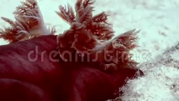 红西班牙舞蹈家红血丝在海上视频的预览图