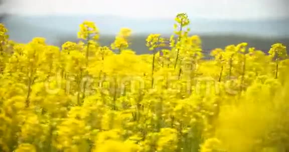 盛开的菜籽油田在夏天的田野上亮的黄色菜籽油视频的预览图