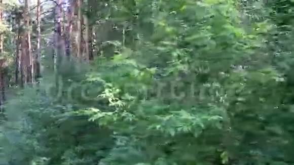 美丽的植被在贝尔库里克哈的Tserkovka山坡上视频的预览图