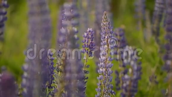 卢平野生草甸植物视频的预览图