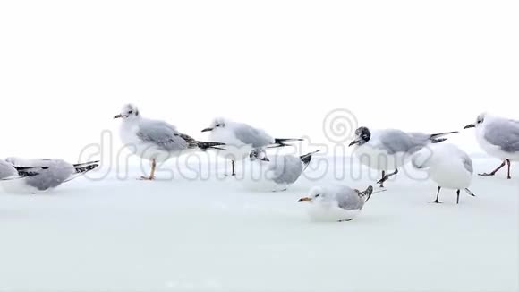 海鸥在湖面上破冰冬季视频的预览图