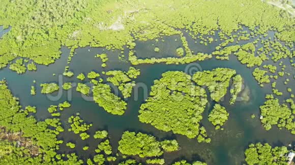 鸟瞰红树林和河流视频的预览图