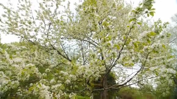 美丽的大树开着白花动作缓慢视频的预览图