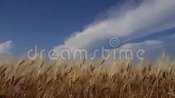 成熟的小麦对抗蓝天视频的预览图