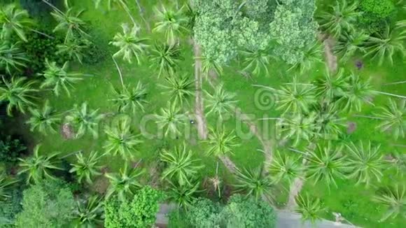椰子棕榈树种植园的鸟瞰图视频的预览图