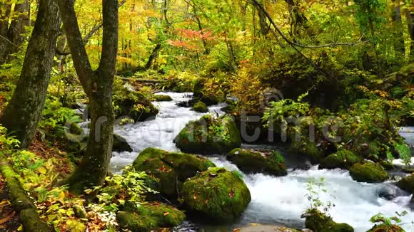 奥拉西峡美丽的森林景观视频的预览图