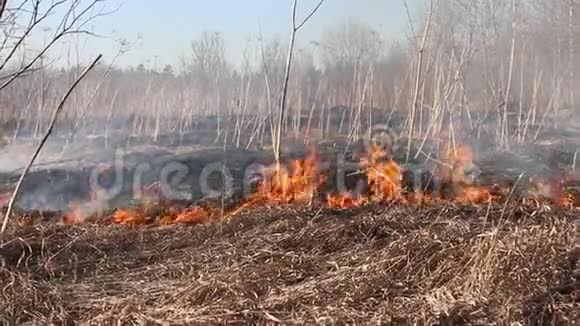 干草在灌木丛中燃烧在灌木丛区域燃烧视频的预览图