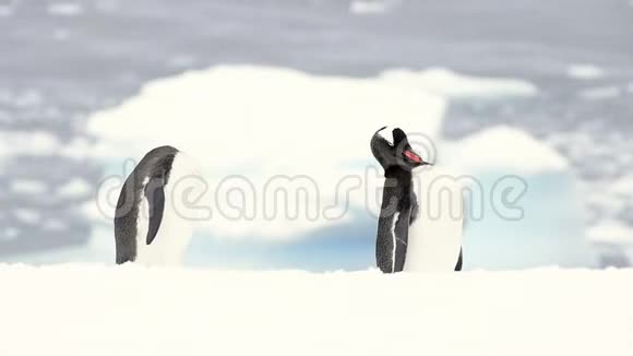 企鹅在海滩上视频的预览图