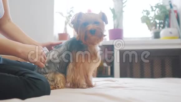 女人在刷牙狗搞笑视频女孩梳一点毛茸茸的狗生活方式宠物护理使用梳子的女人视频的预览图