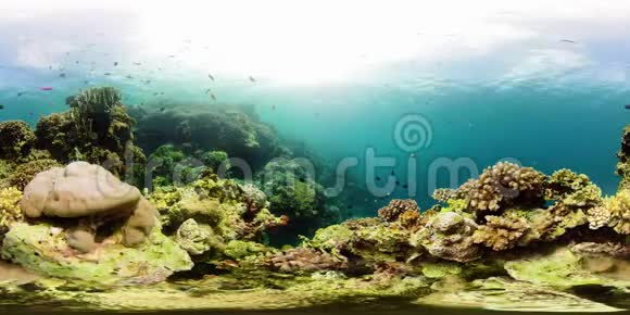 珊瑚礁带鱼水下360VR菲律宾Camiguin视频的预览图
