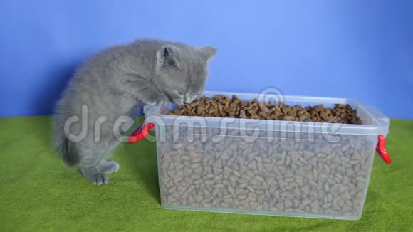 小猫从盒子里吃宠物食品视频的预览图