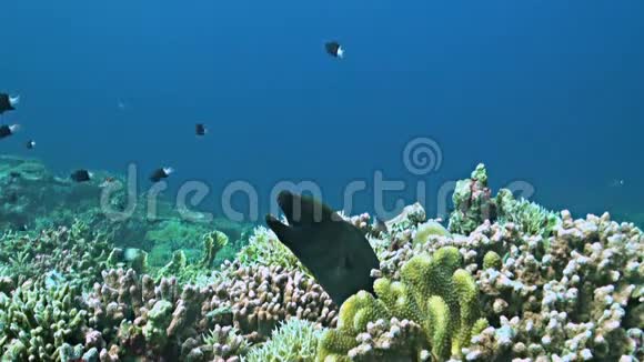 珊瑚礁与莫雷鳗鱼和更清洁的视频的预览图